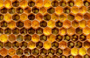 فوائد غذاء ملكات النحل للتبويض